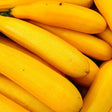 Zucchini Seeds - Summer - Bush - Golden - Alliance of Native Seedkeepers - Vegetable Seeds