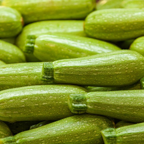 Zucchini Seeds - Summer - Bush - Grey - Alliance of Native Seedkeepers - Vegetable Seeds