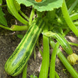 Dark Olive Green Zucchini Seeds - Vining - Cocozelle Alliance Of Native Seedkeepers Vegetable Seeds