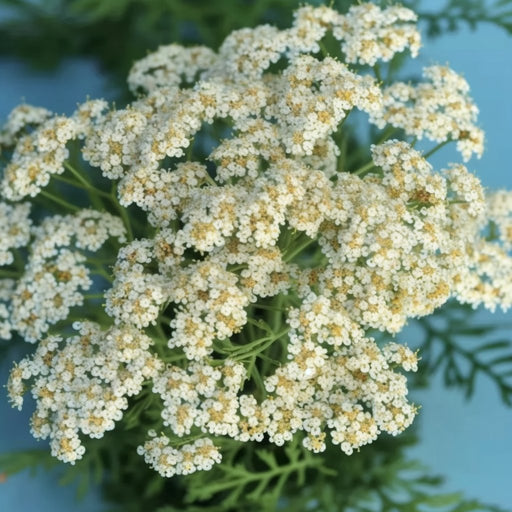 Achillea Seeds - Common White Yarrow - Alliance of Native Seedkeepers -