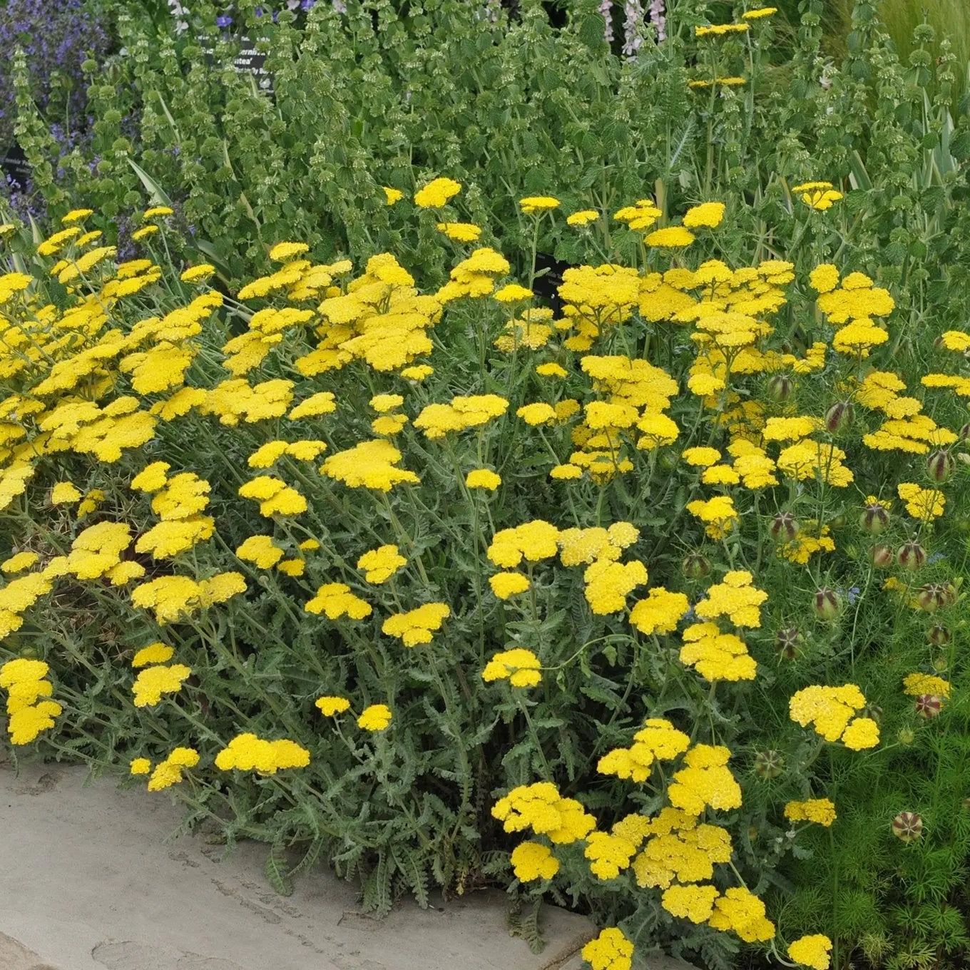 Achillea Seeds - Golden Yarrow - Alliance of Native Seedkeepers - Herb Seeds