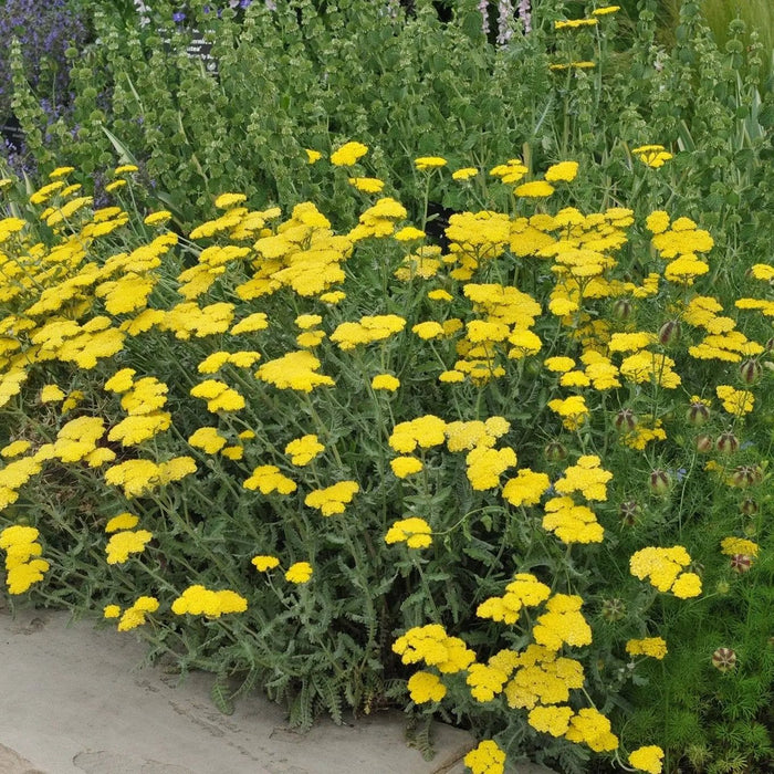 Achillea Seeds - Golden Yarrow - Alliance of Native Seedkeepers - Yarrow