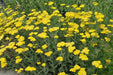 Achillea Seeds - Golden Yarrow - Alliance of Native Seedkeepers - Yarrow