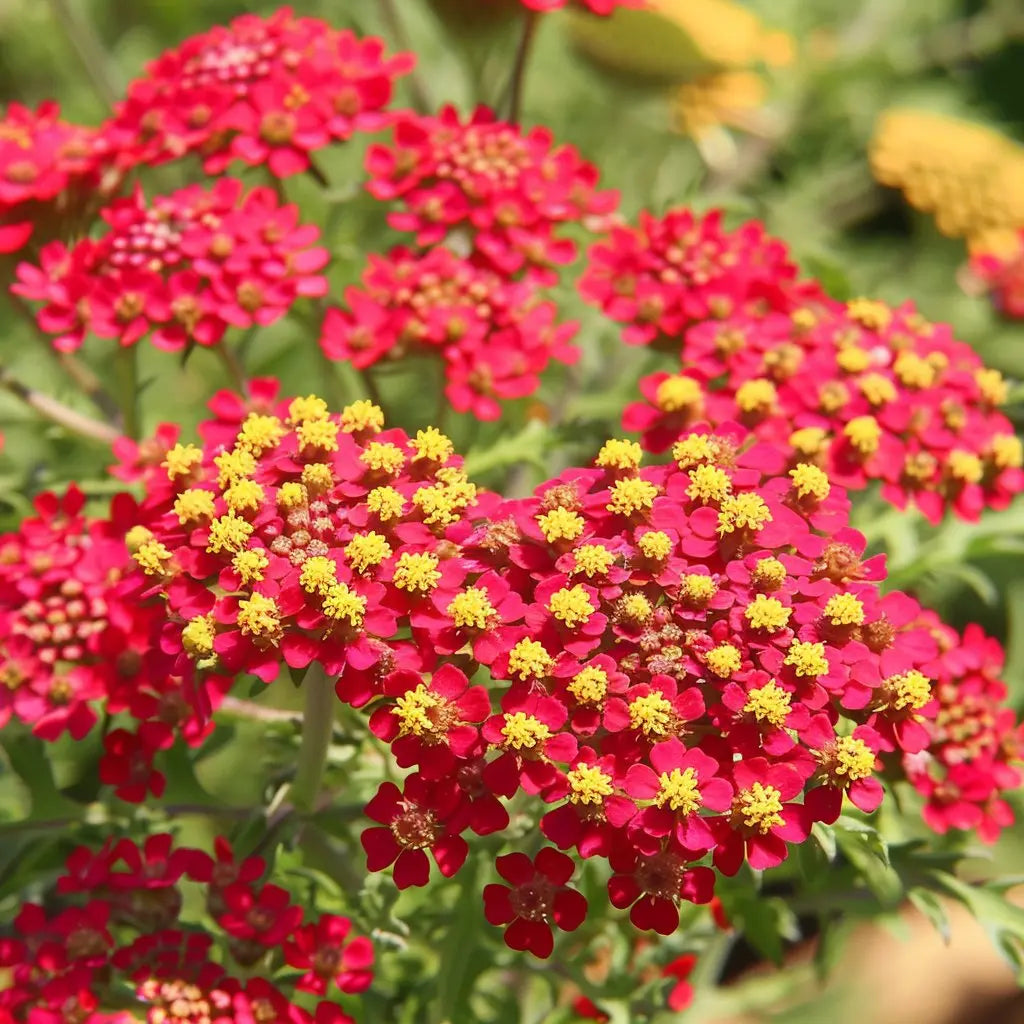 Achillea Seeds Red Yarrow Alliance of Native Seedkeepers