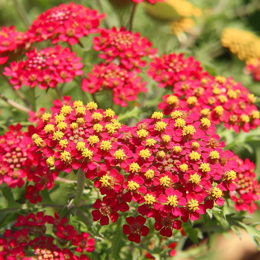 Achillea Seeds - Red Yarrow - Alliance of Native Seedkeepers -