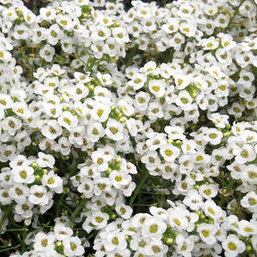 Light Gray Alyssum Seeds - Carpet of Snow Alyssum Alliance Of Native Seedkeepers Flower Seeds