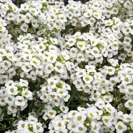 Light Gray Alyssum Seeds - Carpet of Snow Alyssum Alliance Of Native Seedkeepers Flower Seeds