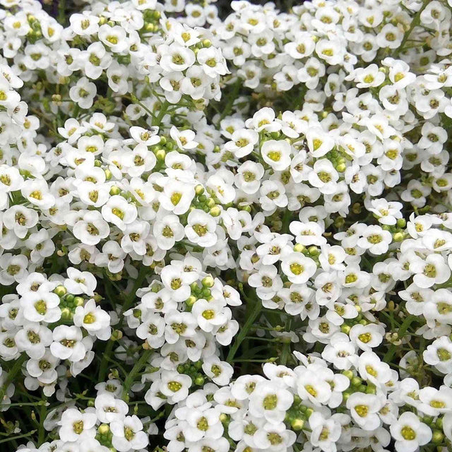 Light Gray Alyssum Seeds - Carpet of Snow Alyssum Alliance Of Native Seedkeepers Flower Seeds