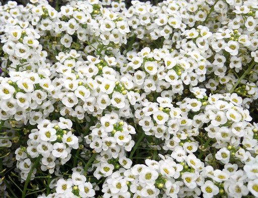 Alyssum- Carpet of Snow Seeds - Alliance of Native Seedkeepers - 3. All Flowers