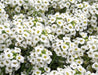 Alyssum- Carpet of Snow Seeds - Alliance of Native Seedkeepers - 3. All Flowers