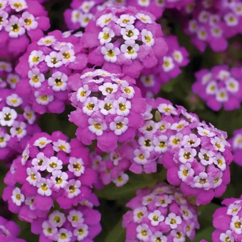 Dark Orchid Alyssum Seeds - Royal Carpet Alliance Of Native Seedkeepers Flower Seeds