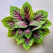 Amaranth Seeds - Chinese Multicolor Spinach - Alliance of Native Seedkeepers -