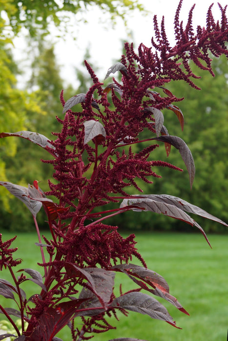 Amaranth Seeds - Hopi Red Dye - Alliance of Native Seedkeepers - 5. Cover Crops & Grains