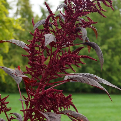 Amaranth Seeds - Hopi Red Dye - Alliance of Native Seedkeepers - 5. Cover Crops & Grains