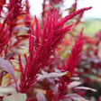 Amaranth Seeds - Red Garnet Amaranth - Alliance of Native Seedkeepers - Vegetable Seeds