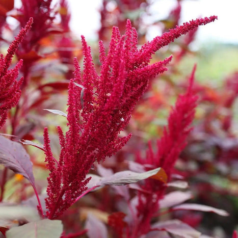 Amaranth Seeds - Red Garnet Seeds - Alliance of Native Seedkeepers - 5. Cover Crops & Grains