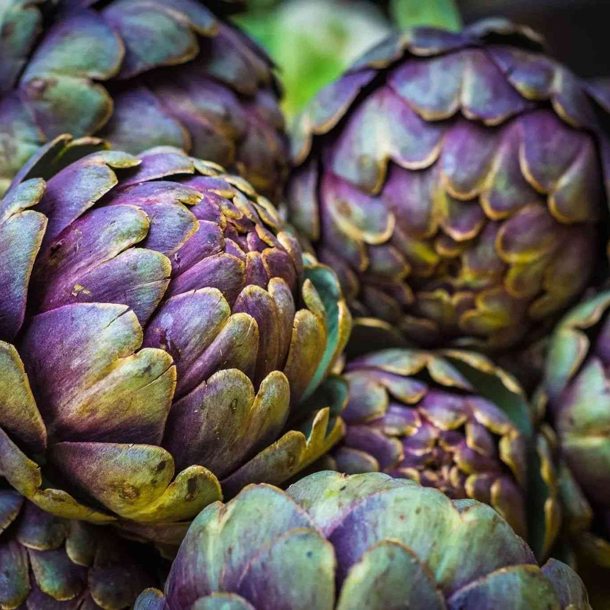 Dark Slate Gray Artichoke Seeds - Romanesco Seeds Alliance Of Native Seedkeepers Vegetable Seeds