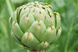 Artichoke Seeds - Green Globe - Alliance of Native Seedkeepers - Artichoke