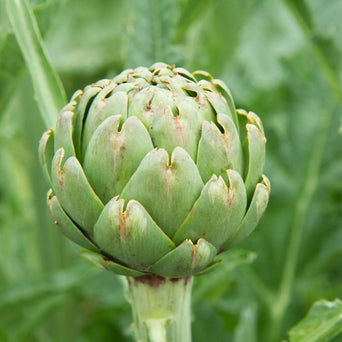 Artichoke Seeds - Green Globe - Alliance of Native Seedkeepers - Artichoke