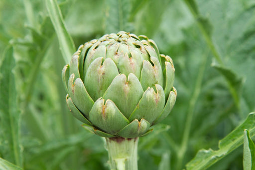 Artichoke Seeds - Green Globe - Alliance of Native Seedkeepers - Artichoke