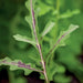 Arugula Seeds - Red Dragon - Alliance of Native Seedkeepers -