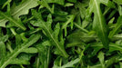 Arugula Seeds - Rocket - Alliance of Native Seedkeepers - 1. All Vegetables