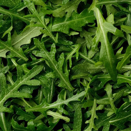 Arugula Seeds - Rocket Arugula - Alliance of Native Seedkeepers - Vegetable Seeds