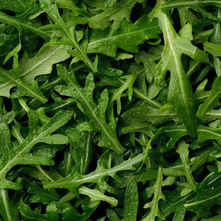 Rocket Arugula Seeds