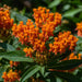 Asclepias Seeds - Butterfly Feed Milkweed - Alliance of Native Seedkeepers - 3. Wildflower