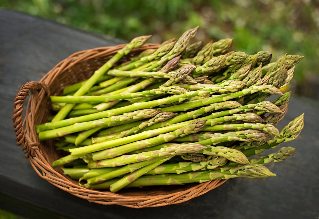 Asparagus Seeds - Mary Washington - Alliance of Native Seedkeepers - Asparagus