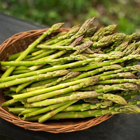 Asparagus Seeds - Mary Washington Asparagus - Alliance of Native Seedkeepers - Vegetable Seeds