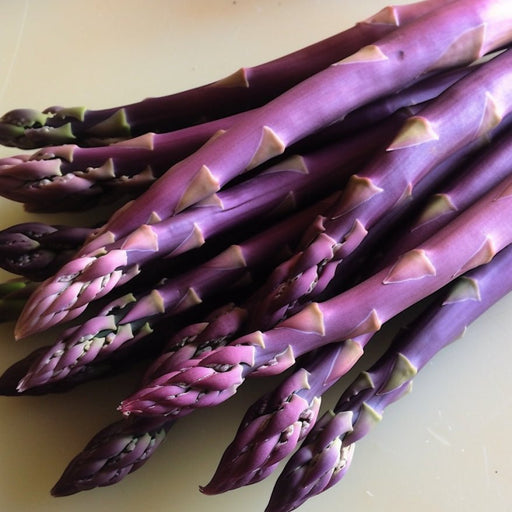 Asparagus Seeds - Purple Passion (Coming Jan/Feb 2024) - Alliance of Native Seedkeepers -