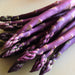 Asparagus Seeds - Purple Passion (Coming Jan/Feb 2024) - Alliance of Native Seedkeepers -