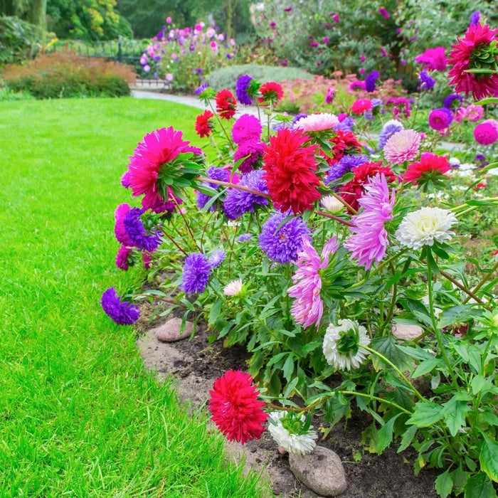 Aster Seeds - Crego Mixed Colors - Alliance of Native Seedkeepers - 3. All Flowers