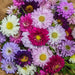 Aster Seeds - Matsumoto Formula Mix (Coming Jan/Feb 2024) - Alliance of Native Seedkeepers -