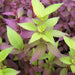 Basil - Red Leaf Holy Basil - Alliance of Native Seedkeepers -
