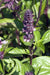 Basil Seeds - Cinnamon - Alliance of Native Seedkeepers - Basil