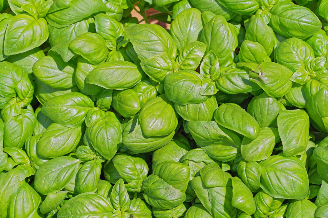 Basil Seeds - Elidia - Alliance of Native Seedkeepers - 4. All Herbs