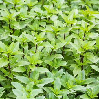 Basil Seeds - Everleaf Thai Towers - Alliance of Native Seedkeepers - Basil