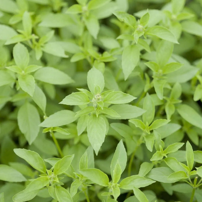 Basil Seeds - Lemon Basil - Alliance of Native Seedkeepers - Basil