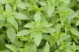 Basil Seeds - Lemon Basil - Alliance of Native Seedkeepers - Basil