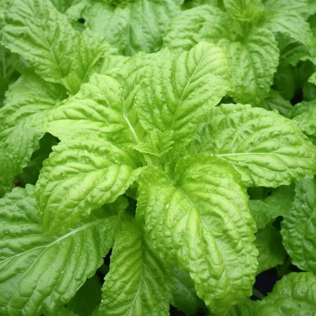 Basil Seeds - Lettuce Leaf - Alliance of Native Seedkeepers - Herb Seeds