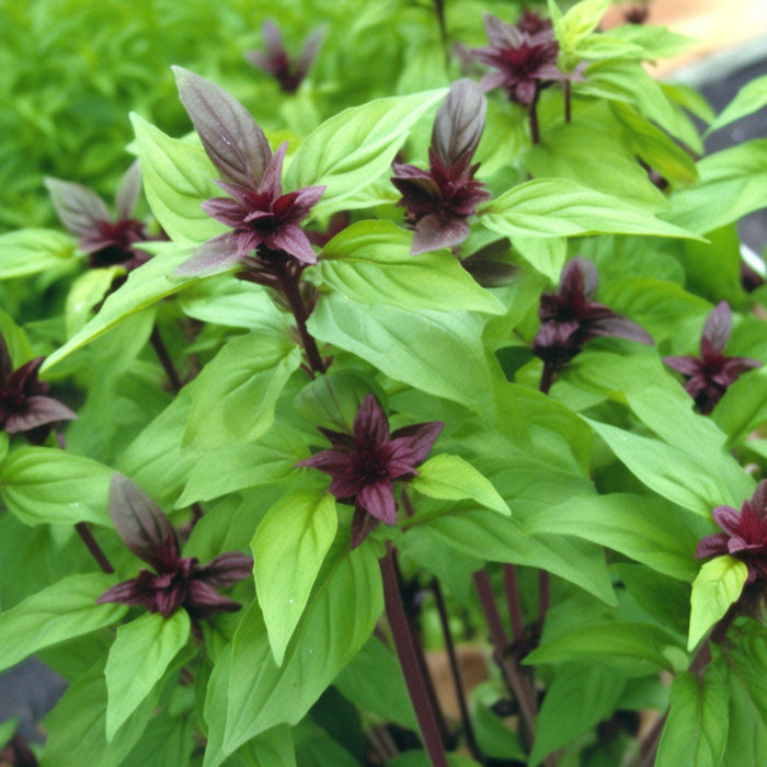 Basil Seeds- Licorice Basil - Alliance of Native Seedkeepers -
