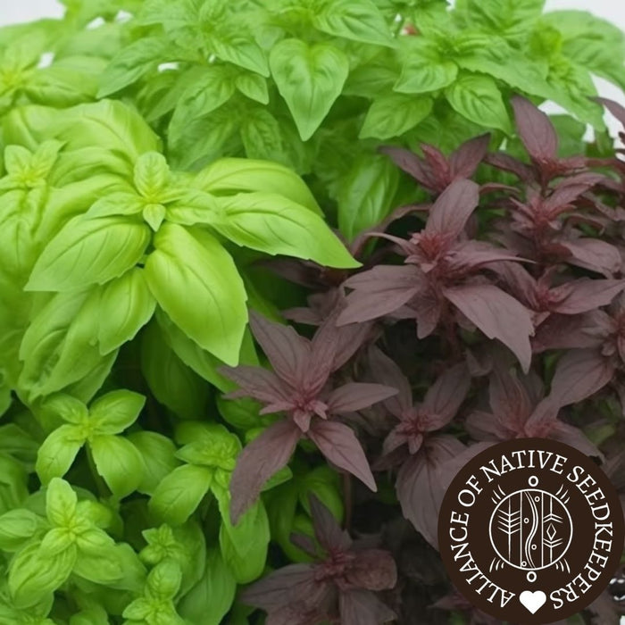 Basil Seeds - Ornamental Mix - Alliance of Native Seedkeepers -