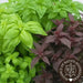 Basil Seeds - Ornamental Mix - Alliance of Native Seedkeepers -