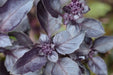 Basil Seeds - Purple Dark Opal - Alliance of Native Seedkeepers - Basil