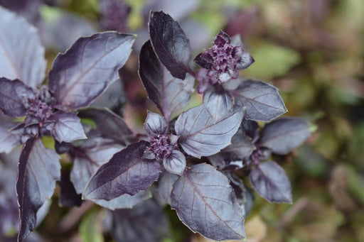 Basil Seeds - Purple Dark Opal - Alliance of Native Seedkeepers - Basil