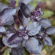 Basil Seeds - Purple Dark Opal Basil - Alliance of Native Seedkeepers - Herb Seeds