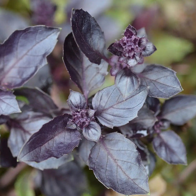 Basil Seeds - Purple Dark Opal Basil - Alliance of Native Seedkeepers - Herb Seeds