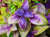 Basil Seeds - Red Rubin - Alliance of Native Seedkeepers - Basil